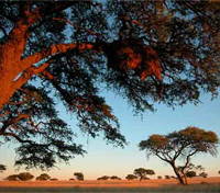 Kalahari 