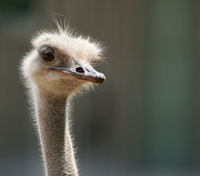 Oudshoorn's Ostrich