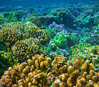 Tahaa Tahaa