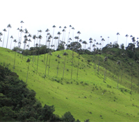 Quindio