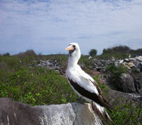 Isabela Island