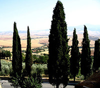Montepulciano