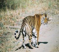 Kanha