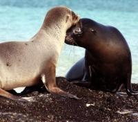 Galapagos Sea Lions