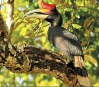 Borneo