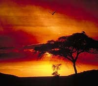 Laikipia Wildlife