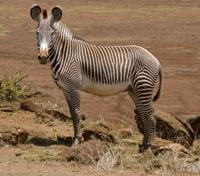 Grevy