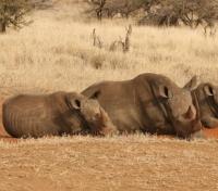 Lewa Conservancy