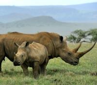 Black Rhino Mother and Baby
