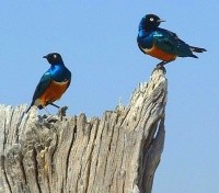 The Superb Starling