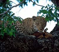 Sabi Sands 