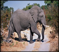 Moremi Moremi