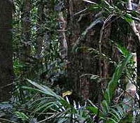 Daintree