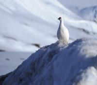Arctic Fauna