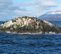 Beagle Channel Sea Lions