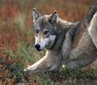 Wolf of Denali Wolf of Denali