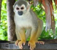 Monkey Monkey