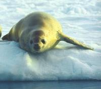 Crabeater Seal