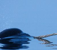 Narwhal Narwhal