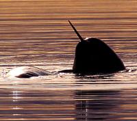 Narwhal Narwhal