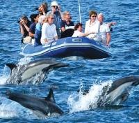 Spotting Dolphins by Skiff