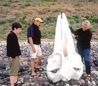 Whale Bone Yard