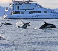 Jumping Dolphins
