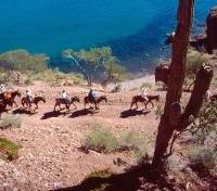 Mule Ride
