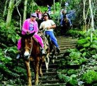 Optional: Mule Ride