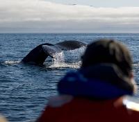 Viewing Humpback Whales