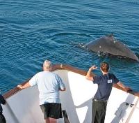 Spotting Whales from the Bow