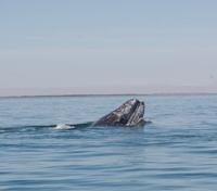 Breaching Grey Whale