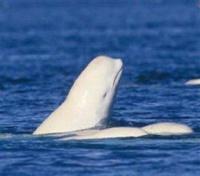 Beluga Whale Beluga Whale