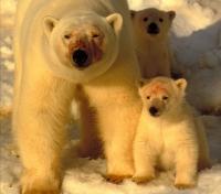 Mother and her Cubs