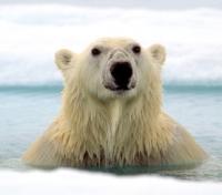 Polar Bear Crossing to New Ice
