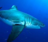 Adult Great White
