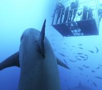 Lowering the Dive Cage