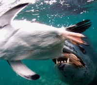 Leopard Seal on the Hunt
