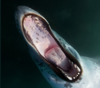 Mouth of a Leopard Seal