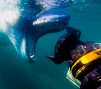 Close Encounter