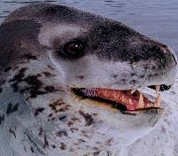 Leopard Seal