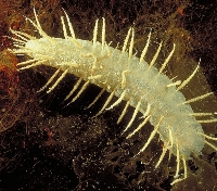 Strange Marine Creatures