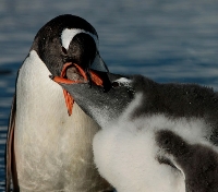 Mother Feeding her Chick