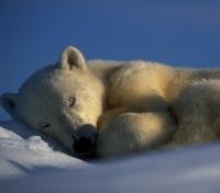 Sleepy Bear Sleepy Bear