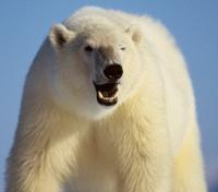 King of the Arctic King of the Arctic