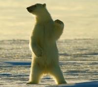 Polar Bear on Hind Legs Polar Bear on Hind Legs