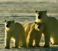 Growing Cubs Growing Cubs
