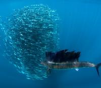 Sailfish on the Hunt Sailfish on the Hunt