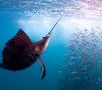 Action Just Below the Surface Action Just Below the Surface