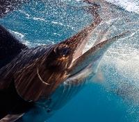 Sailfish Close-Up Sailfish Close-Up